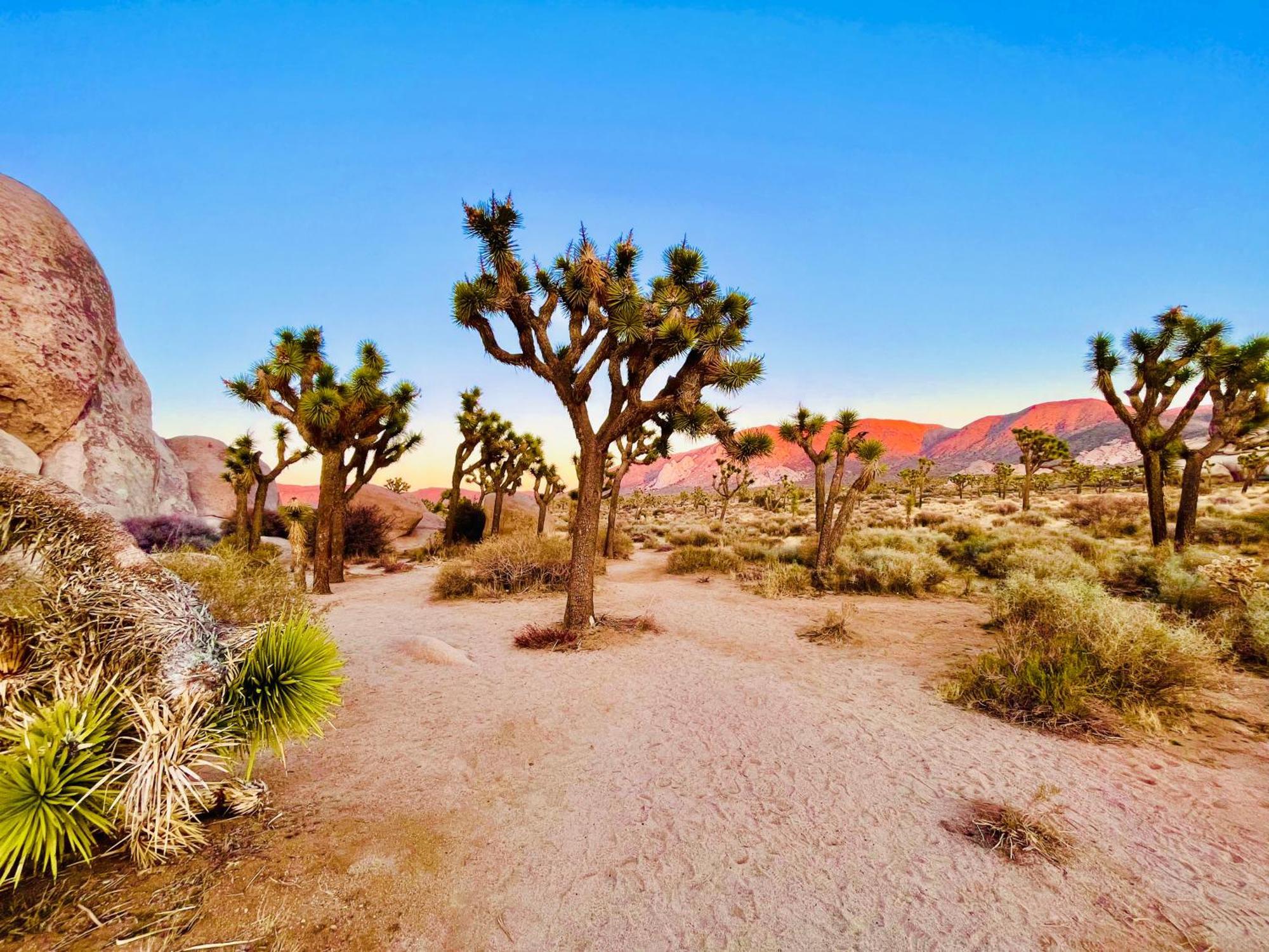 The Joshua Tree House Villa Bagian luar foto