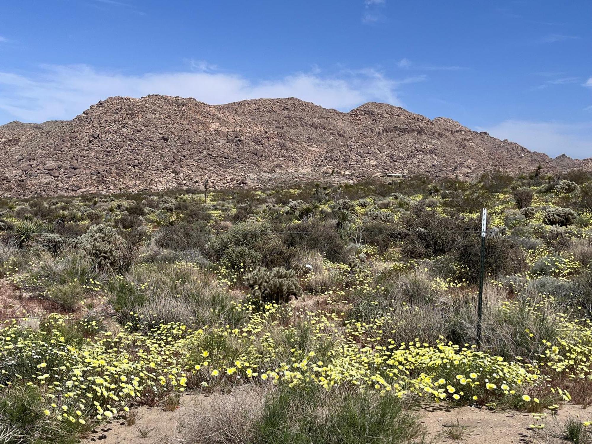 The Joshua Tree House Villa Bagian luar foto