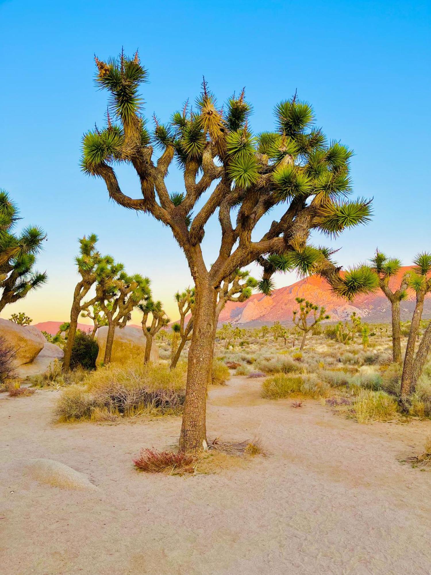 The Joshua Tree House Villa Bagian luar foto