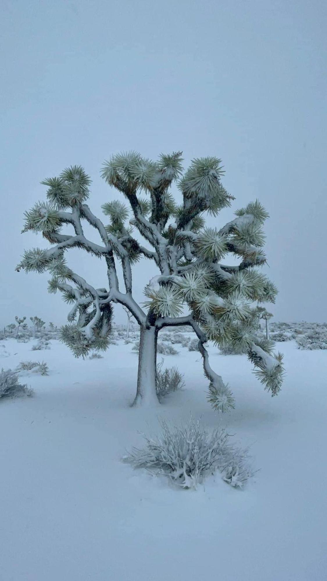 The Joshua Tree House Villa Bagian luar foto